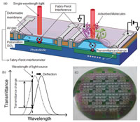 Figure caption: (a) Schematic image of the label-free biosensor based on a MEMS Fabry–Perot interferometer. (b) Schematic diagram of the transmission spectrum of the Fabry–Perot interferometer on the biosensor. (c) Photograph of the developed MEMS Fabry–Perot interferomtric biosensor.