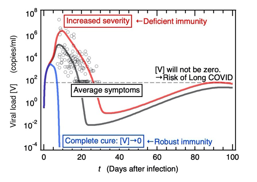 Temporal course of viral load [V] within infected host after infection“Average symptoms” shows the results derived from a baseline model when applying a mathematical model to clinical data. Results show “Increased severity” based on “deficient” immunity bearing in mind age-related risk factors. Conversely, the results show a “Complete cure” based on “robust” immunity. Aside from “Increased severity”, even with “Average symptoms,” the viral load [V] tends to retain a finite value rather than decreasing to zero, as the virus is not completely eradicated from the host. However, “Complete cure” indicates that the virus has effectively been completely eliminated from the infected host.