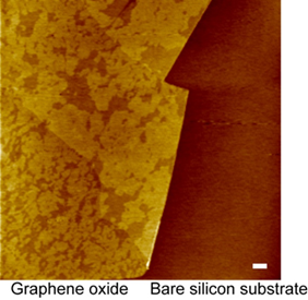 Localization of lipid domains on graphene oxide. Atomic force microscope image of the two-component lipid bilayer formed on the graphene oxide deposited on a silicon substrate. Gel phase domains are concentrated on the graphene oxide (left) and are not observed on the silicon substrate (right). Scalebar: 500 nm.