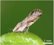 Figure: adult Asian citrus psyllid. Photographed by Atsushi Nakabachi.