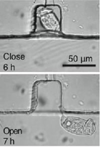 Figure1: Micrograph of Vorticella in microchannel.