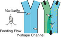 Figure 2: Schematic of micromixing by Vorticella.