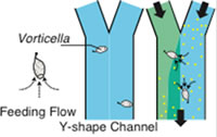 Figure 2: Schematic of micromixing by Vorticella.