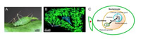 True stress vs. true strain curves obtained by tensile