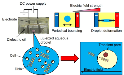 Figure 1.  Behavior of a water-in-oil (W/O) droplet in an electrostatic field, and scheme of W/O droplet electroporation