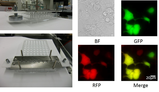 Fguire 2. Image of the parallel W/O droplet electroporation electrode for the 8-well string of disposable 96-well plates and cells transfected with fluorescent protein plasmid by W/O droplet