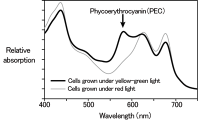 Fig.1