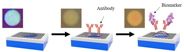 Film deformation and changes in interference color by adsorption of molecule to suspended graphene