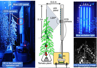 The robot automatically moves throughout the solar-powered indoor farm at night and measures fluorescent imagery of tomato chlorophyll