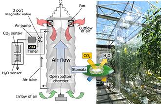 Photosynthesis and transpiration real-time monitoring chamber