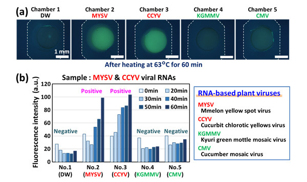 The simultaneous detection of multiple RNA-based plant viruses (MYSV and CCYV)(Fluorescence intensity increased only in reaction chambers No.2 and No.3 corresponding to target viruses)
