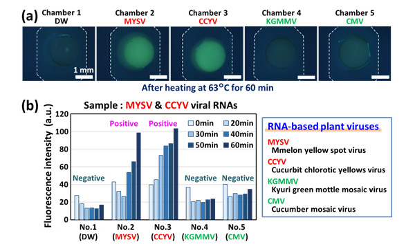 The simultaneous detection of multiple RNA-based plant viruses (MYSV and CCYV)(Fluorescence intensity increased only in reaction chambers No.2 and No.3 corresponding to target viruses)
