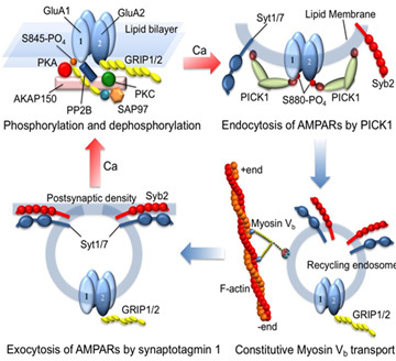 Fig.1  AMPAR transport system in postsynapse reproducing LPT/LTD of hippocampal excitatory neurons.