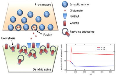 Fig.2  (Left) Schematic diagram of synapse in the ground state．(Lower right) Time course of the number of AMPAR at the postsynaptic membrane according to LTP and LTD stimulation.