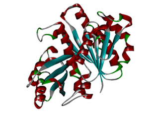 Complete structure of protein FtsZ produced in this study