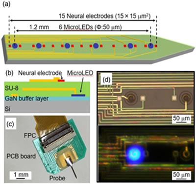 (a) 3D schematic and (b) cross-sectional structure of the proposed integrated Micro LED and neural electrode probe. (c) a MicroLED neural probe mounted on a PCB board and (d) optical microscope images of a neural robe before and during LED operation.