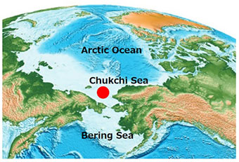 Sampling site of the Arctic strain ARC1 of D. rotunda in the Arctic Ocean (the Chukchi Sea)