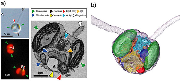 a) Photographs of the Arctic strain ARC1 of D. rotunda captured by bright field microscopy (upper left), fluorescence microscopy (lower left), and electron microscopy (right). b) A 3D structure of ARC1 cell reconstructed from multiple electron microscope images.