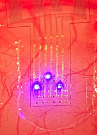 Ultra-thin microLED array film adhered to the mouse's brain. Lighting LEDs targeting three points.