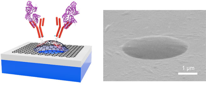 (Left)Schematic image of receptor-modified freestanding graphene. (Right)Photograph of a freestanding atomic layer graphene film.