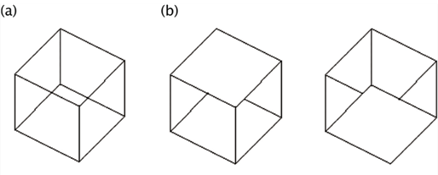 The Necker cube stimulus (a) used in the experiment potentially induces the view-from-above interpretation (left in (b)) and the view-from-below interpretation (right in (b))