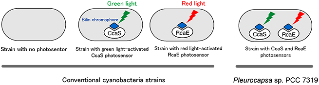 The uniqueness of CA in Pleurocapsa sp. PCC 7319.