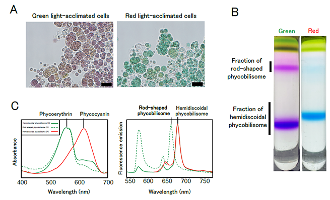 A: Microphotographs of Pleurocapsa sp. PCC 7319 performing CA. Scale bar: 10 µm. B: Photographs of phycobilisome fractions isolated by sucrose density-gradient ultracentrifugation.C: Absorption and low-temperature fluorescence spectra of the isolated phycobilisome fractions.