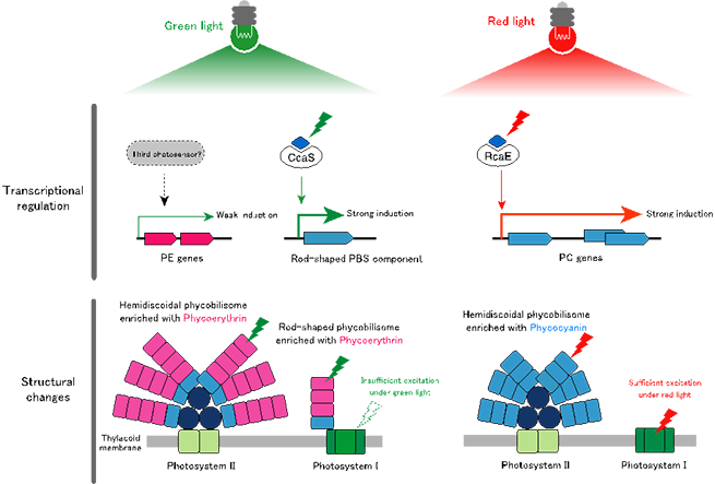 Model of molecular process of CA in Pleurocapsa sp. PCC 7319.