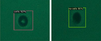 Single-cell detection results in microwells
Presence of single cell (left) and absence of single cell (right)