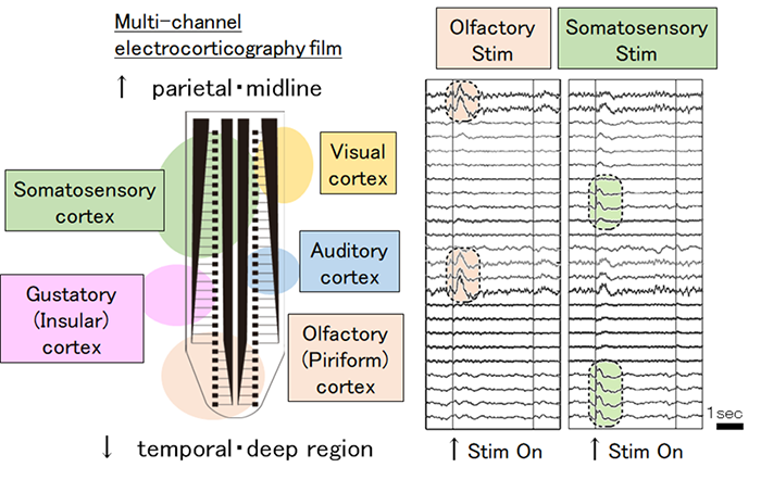 Detection of multisensory information from the same mouse using the developed electrocorticography device.