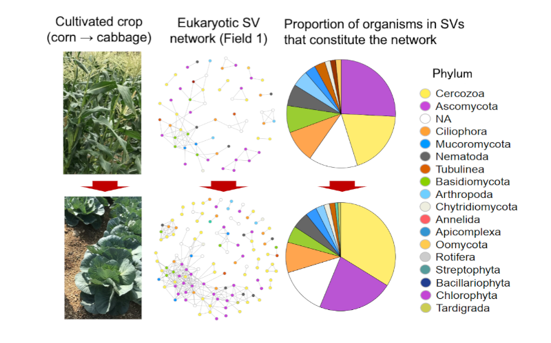 Network analysis of eukaryotic SVs in Field 1 under crop rotation