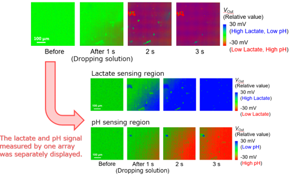 Time-lapse images in which the lactate and hydrogen ion diffusion in solutions was measured on a single chip, and the lactate and pH signals were separately displayed