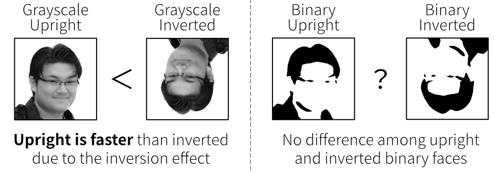 Types of stimuli used in the experiment.