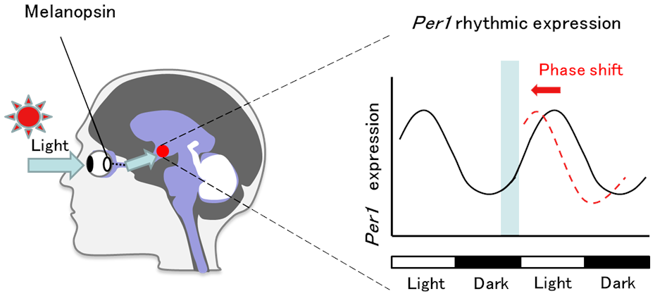 Phase Shift of Circadian Rhythms by Melanopsin