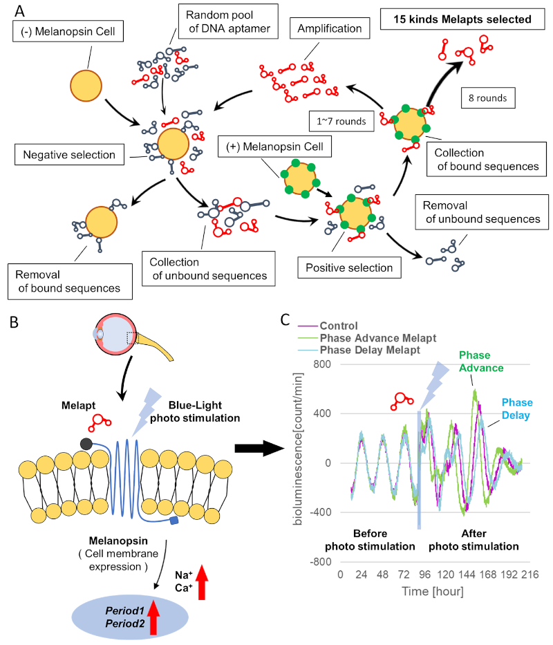 Cell-SELEX method for screening Melapts. Melapts that specifically bind melanopsin were selected by Cell-SELEX because melanopsin is a membrane protein bound to and accessible from outside cells