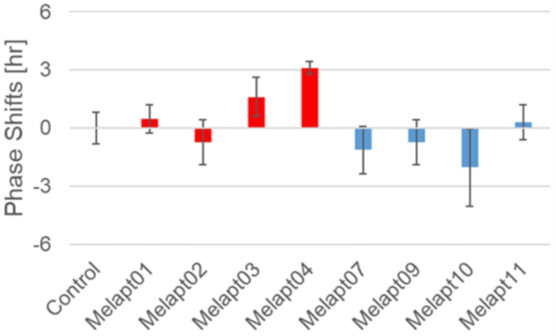 Phase shift of Per1::luc expressional rhythms in SCN slices following injection of Melapts into both bulbus oculi of Per1::luc Tg mice