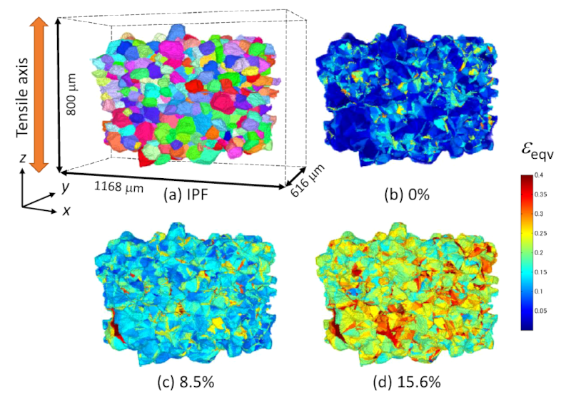 Comparison of (a) internal grain structure (colored by IPF (ref. to Fib. 3 (b))) with (b)-(d) development of equivalent strains. Strain distribution at 0% was obtained from two undeformed ACT volumes.