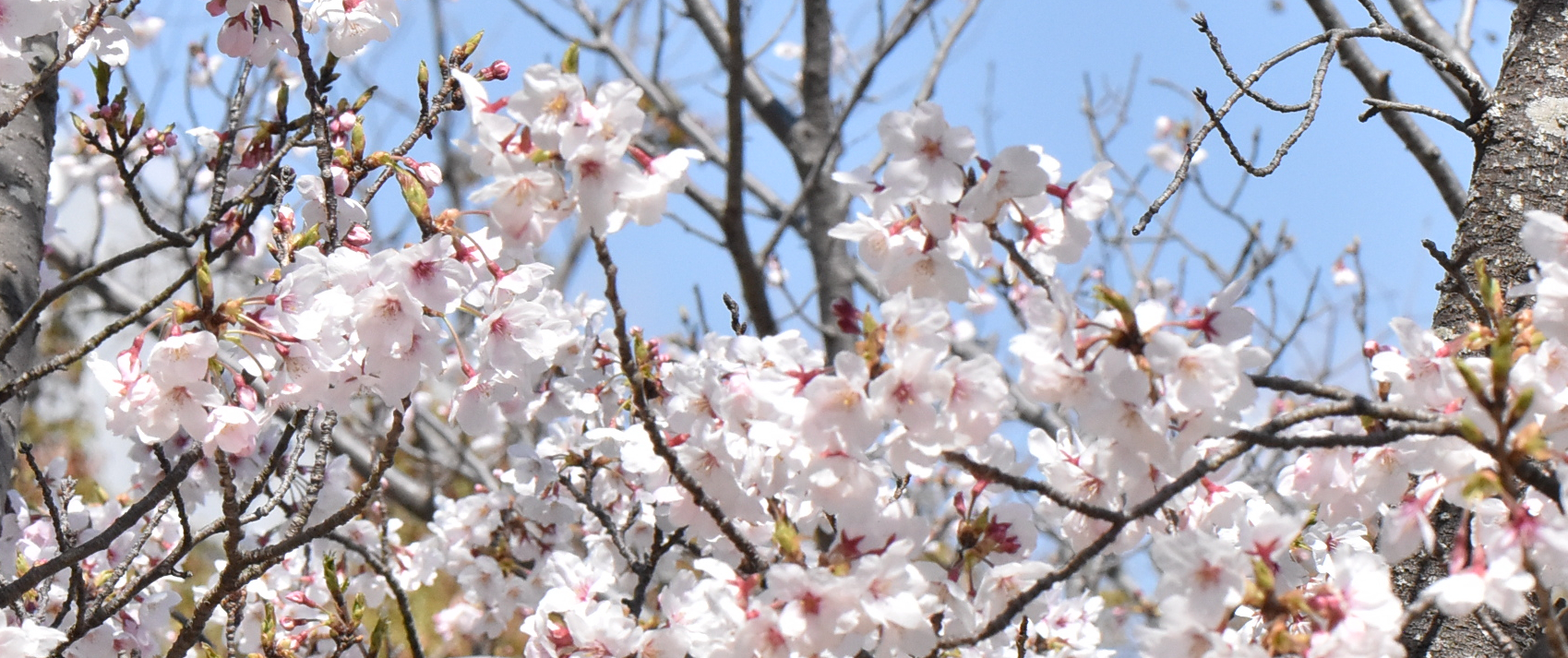 2025年4月新入生の皆様へ