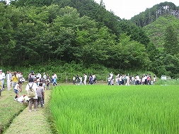 棚田の観察