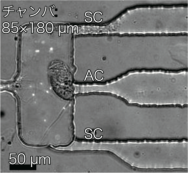 019_2 m.nagai fig.1.1.png