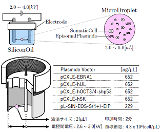 116_1 r.numano fig.1.1.png