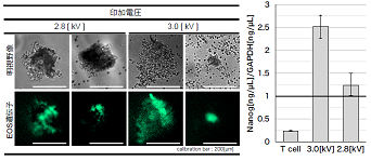 116_1 r.numano fig.2.1.png