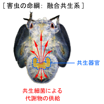 163_1 a.nakabachi fig.1.1.png