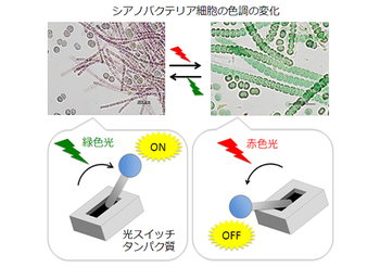 豊橋技術科学大学における光合成のゲノム研究