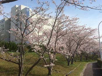 桜並木のプロムナード（2016年4月5日）