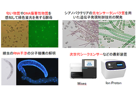 線虫の「RNA干渉の分子メカニズム」の解明など生命現象の原理を探求する基礎研究も行われています